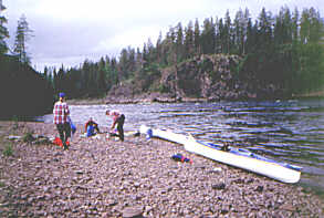 Taanikurkkio